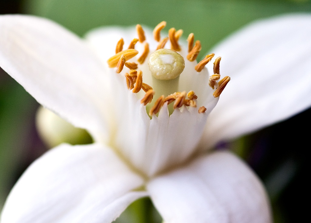 The Tangy National Orange Blossom Day